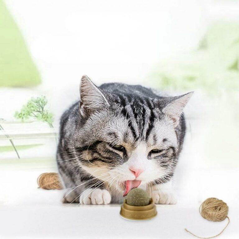 balle d'herbe pour chat
