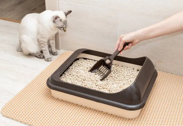 Choisir litière pour chat