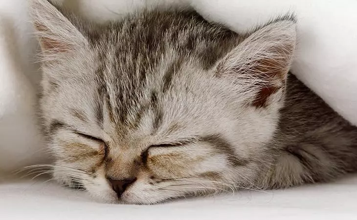 Combien de temps un chat dort ?