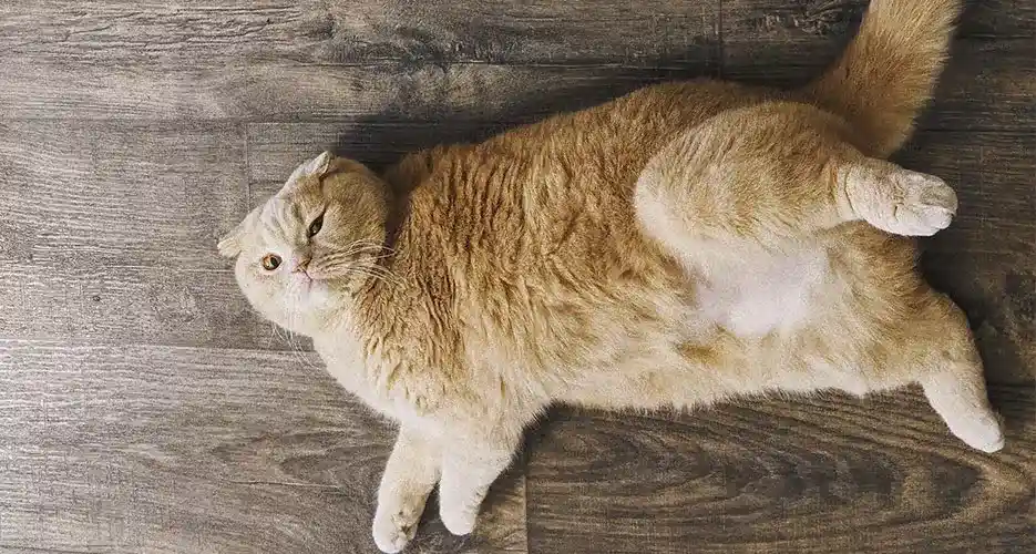 Comment faire maigrir mon chat