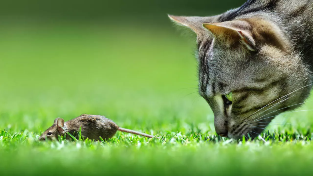 Pourquoi les chats sont inutiles face aux rats ?