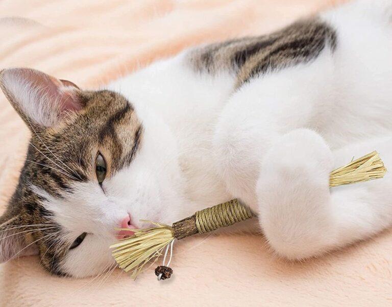 Stickat® Bâton à mâcher en herbe de cataire