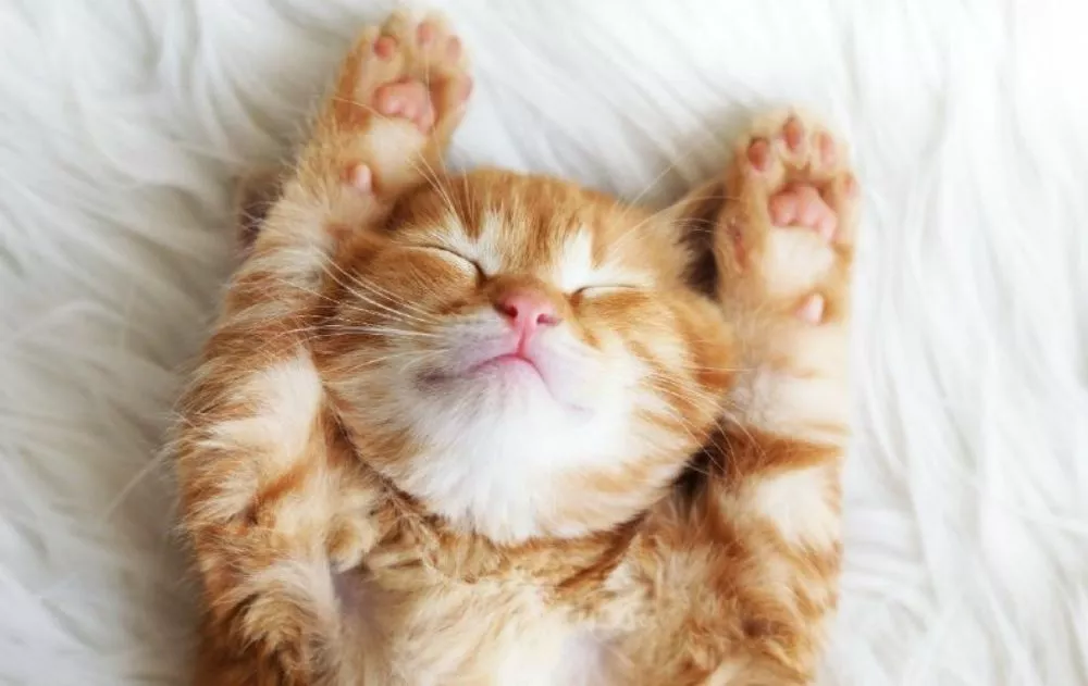 acheter un chat