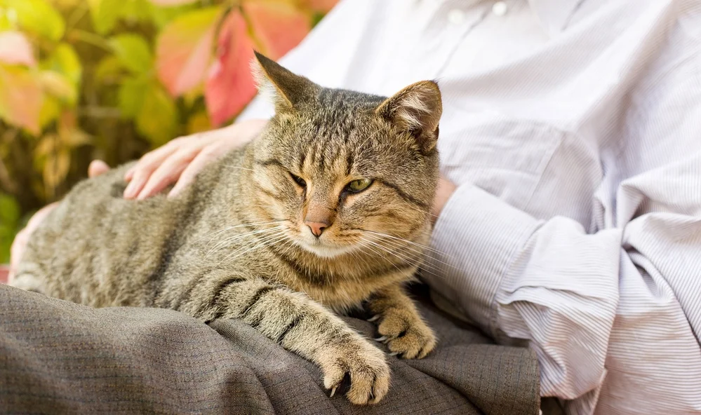 adopter chat âgé