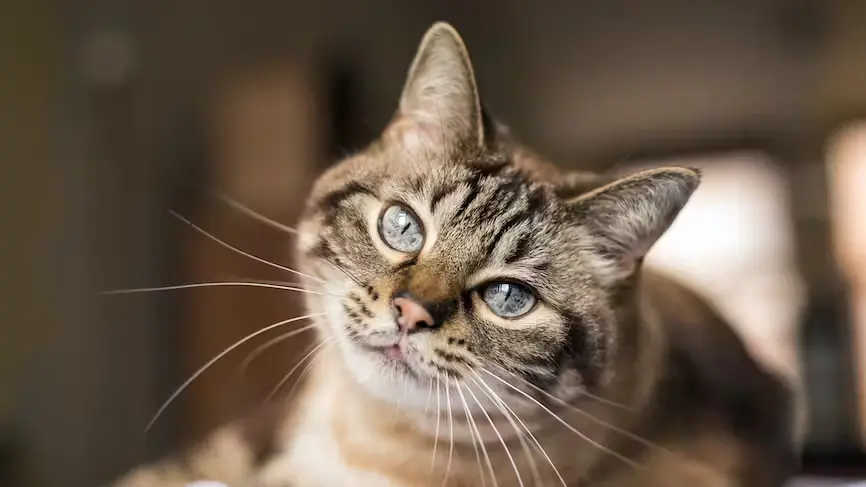 adopter un chat