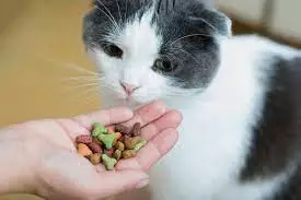 alimentation chat