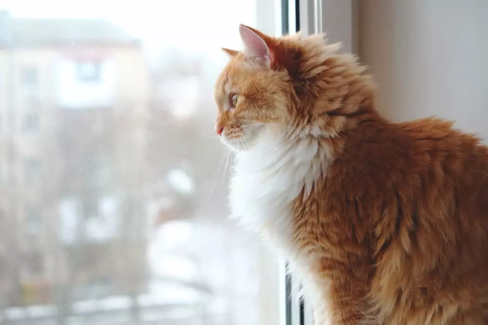 anxiete de la separation chez le chat