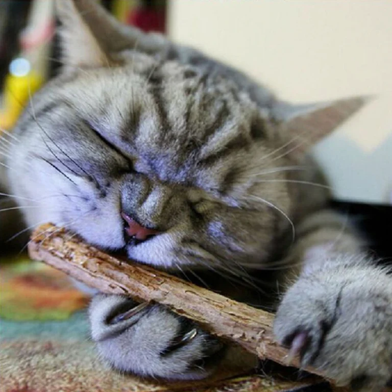 baton-macher-chat-cataire-menthe