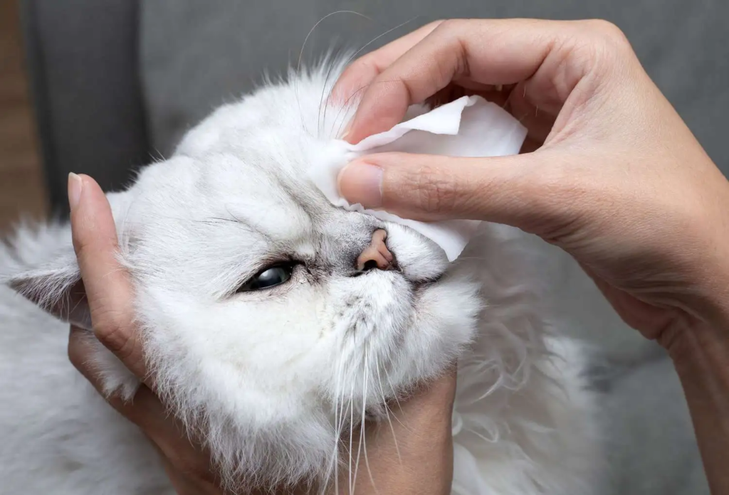blessure-chat-oeil