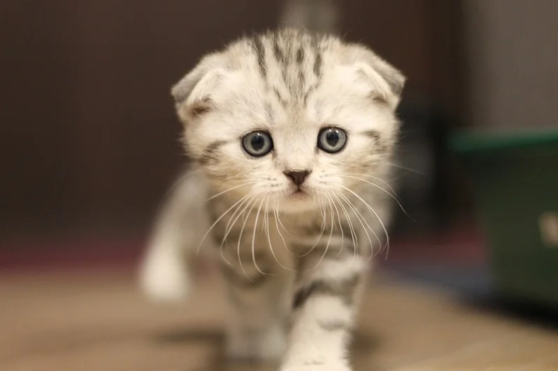 chat Scottish Fold