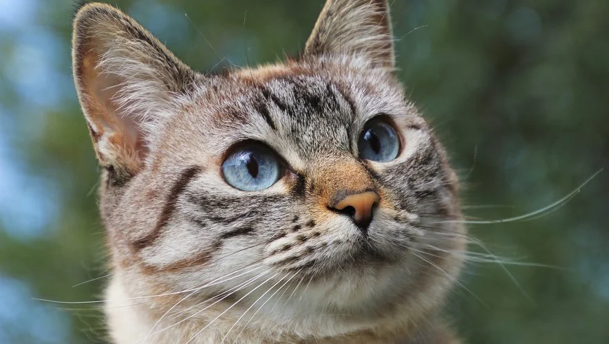 chat à donner