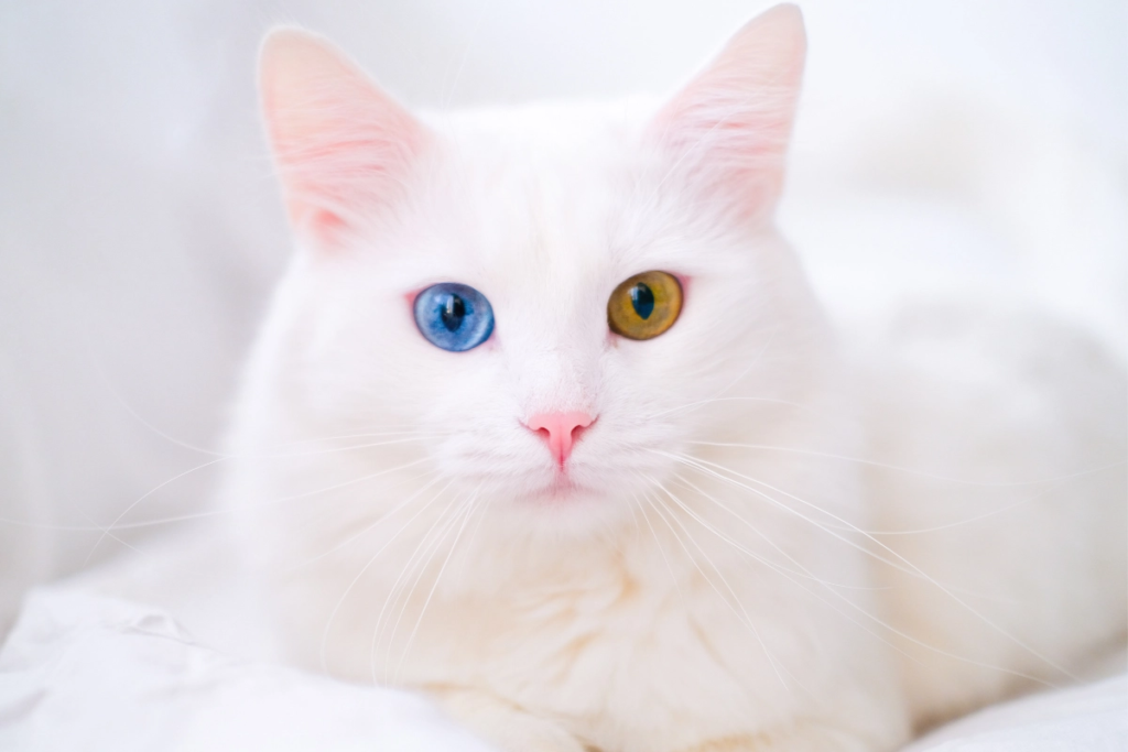 chat albinos