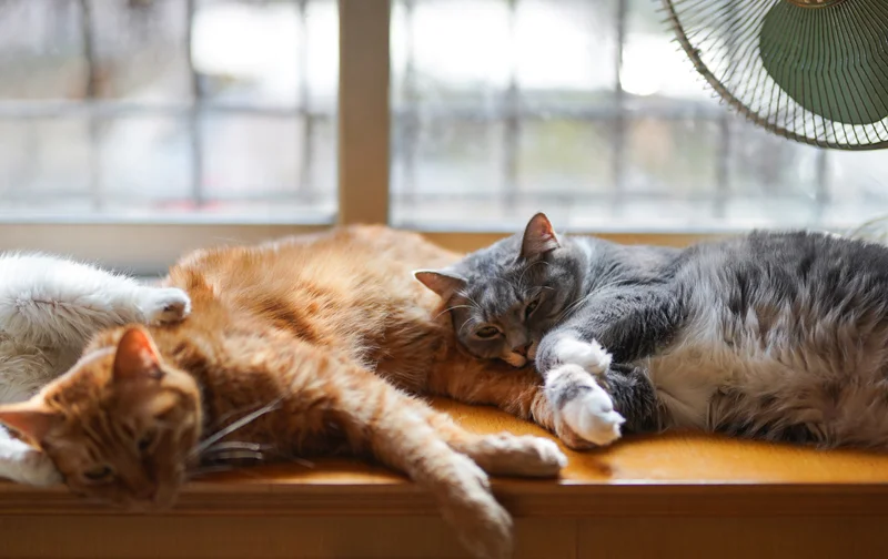 chat au soleil