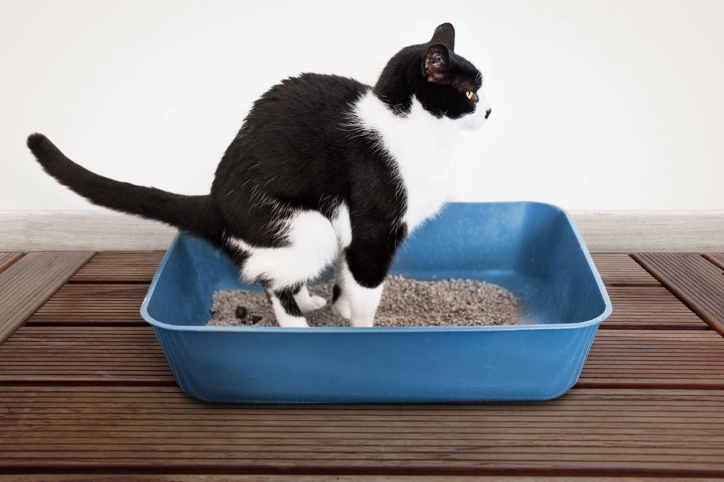chat constipé