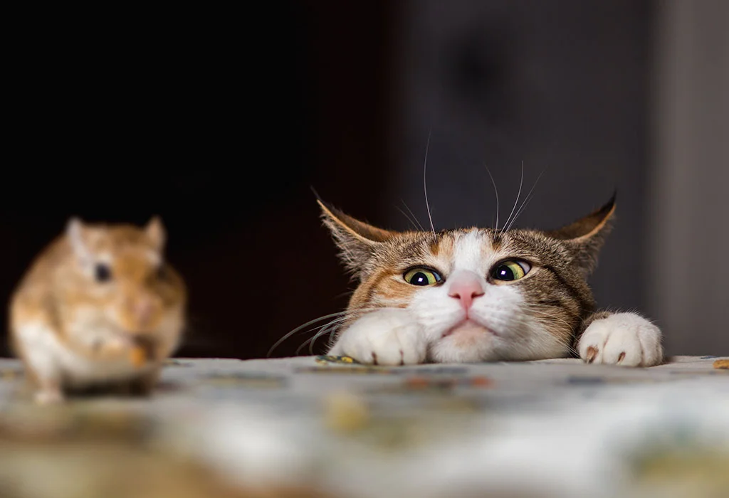 chat contre rat