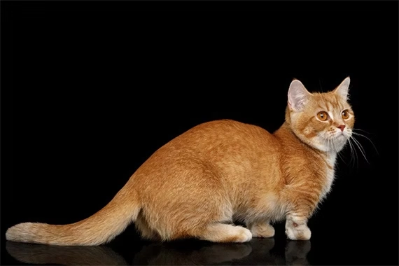 chat court sur patte