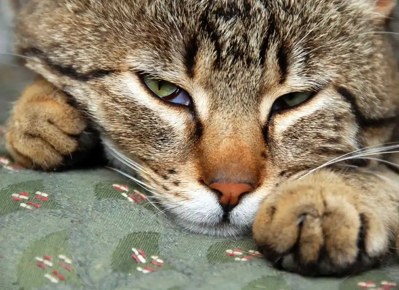 Pourquoi les Chats Dormentils les Yeux Ouverts ? Chats Gâtés