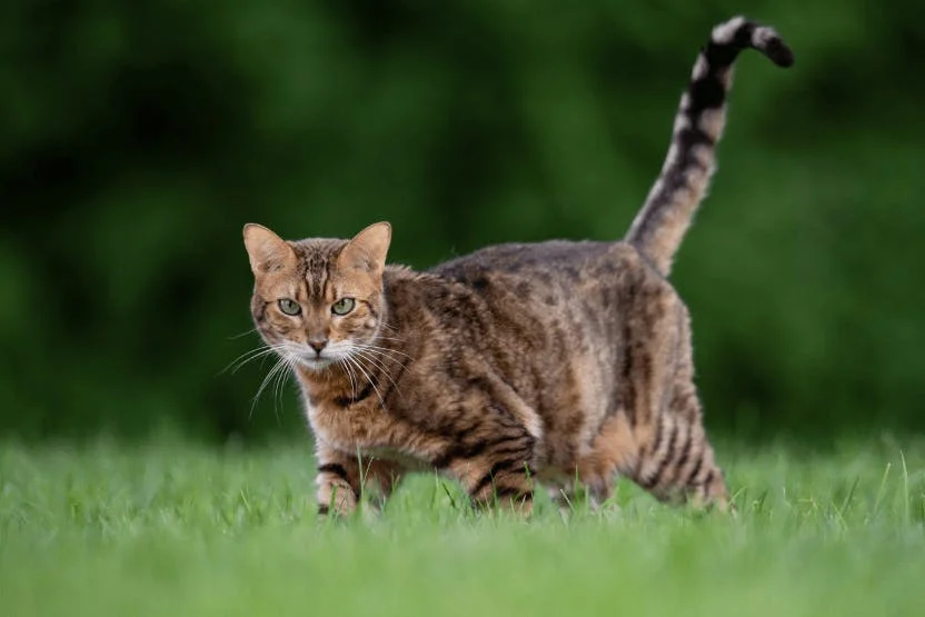 chat errant que faire