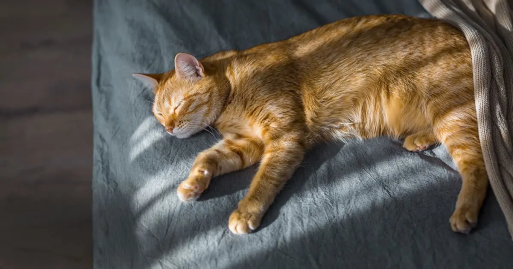 chat et chaleur