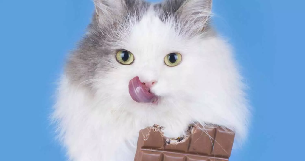 chat et chocolat