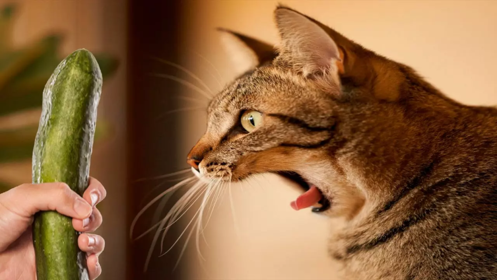 chat et concombre