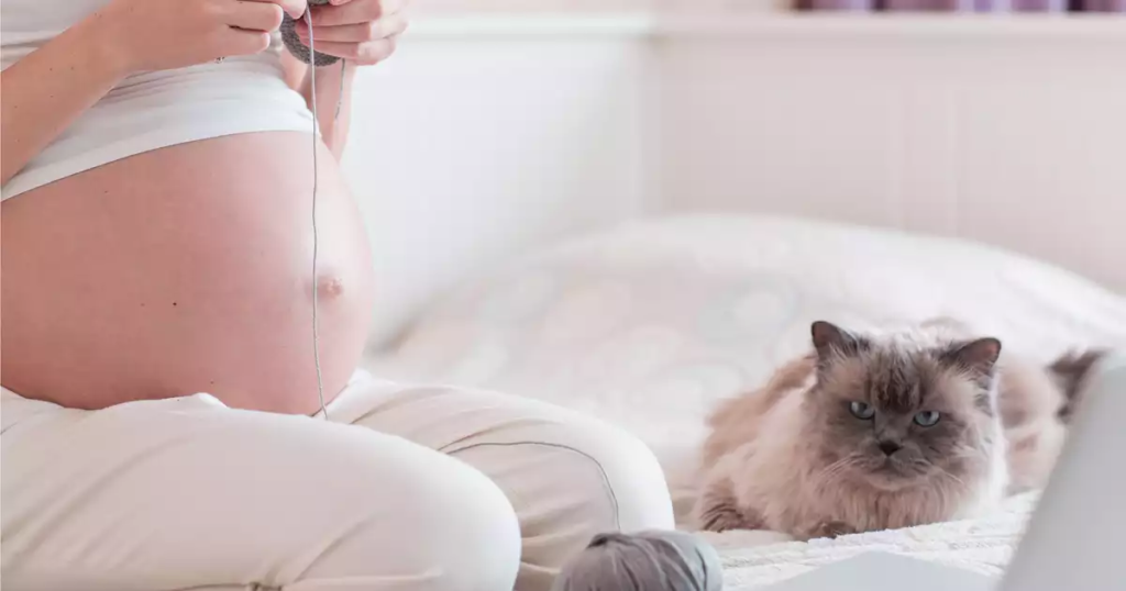 chat et grossesse