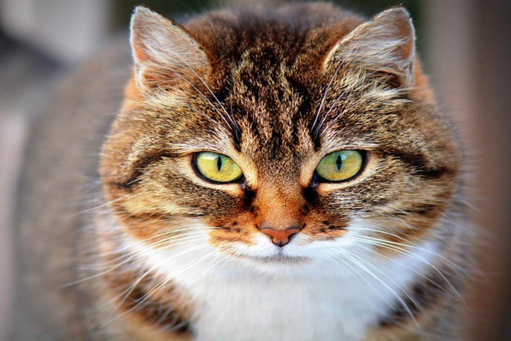 chat gouttiere