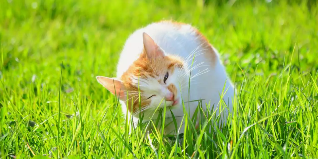 chat mange herbe
