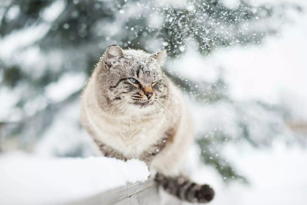 chat mange plus en hiver