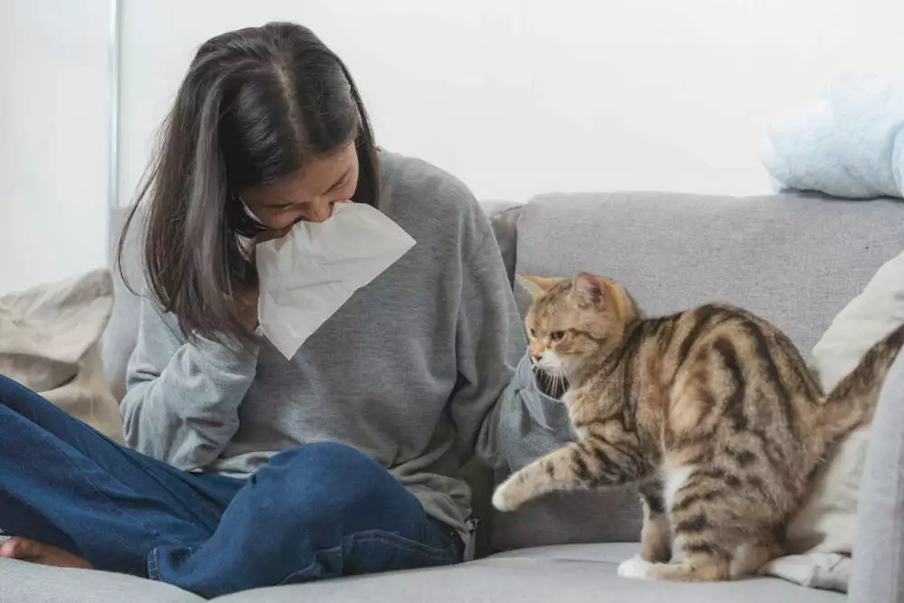 chat pour allergique
