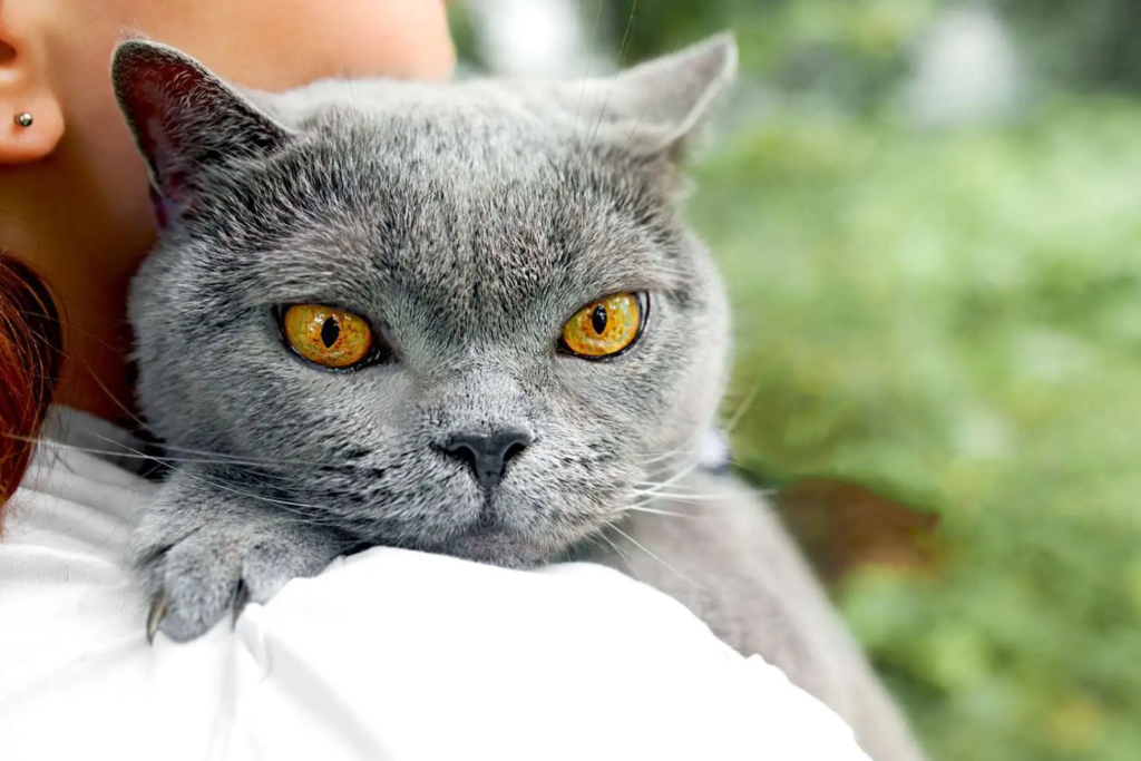 chat pour appartement