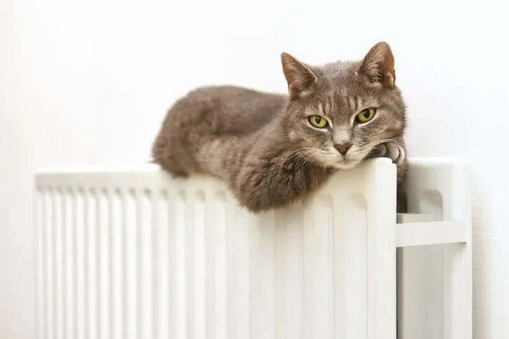 chat près du radiateur