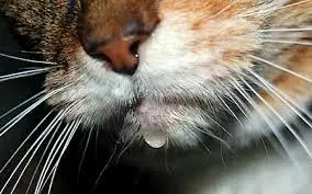 chat qui bave