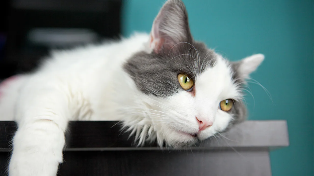 chat qui ennui