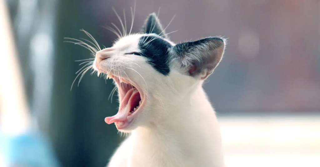 chat qui éternue