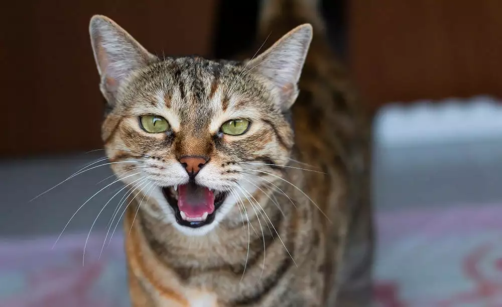 chat qui miaule