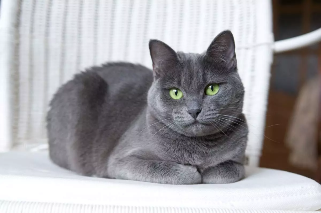 chat qui ne perd pas ses poils