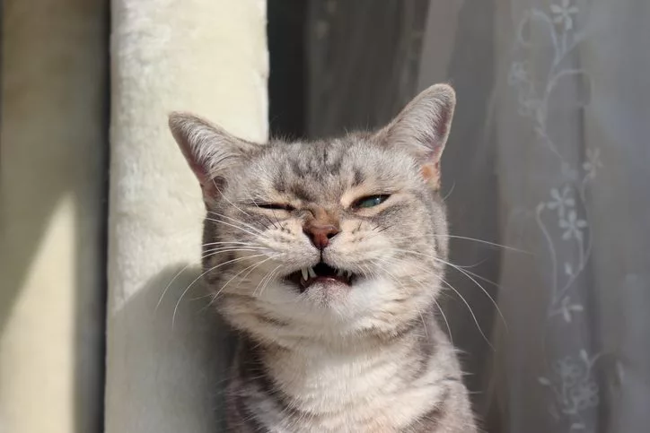 chat qui tousse