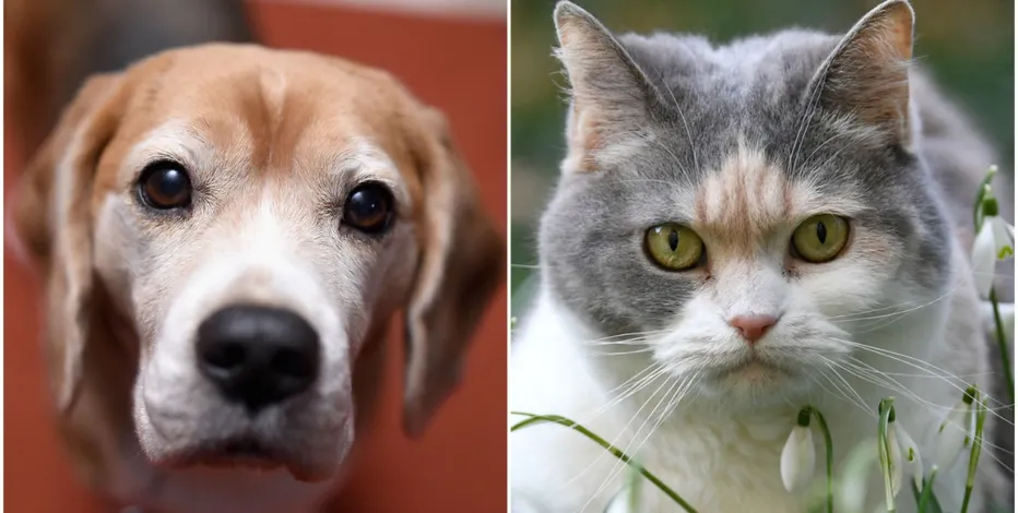 chat vs chien