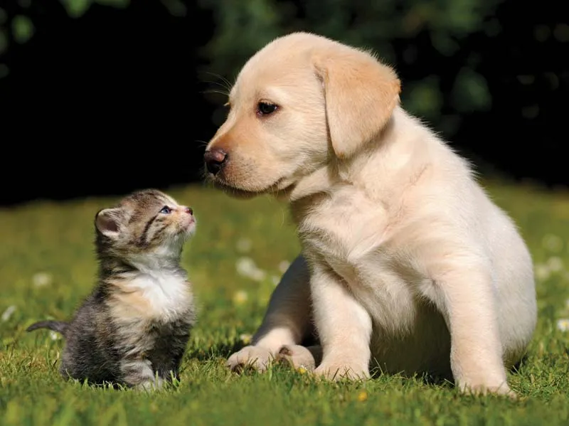 chat vs chien