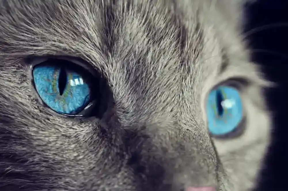 chats aux yeux bleus