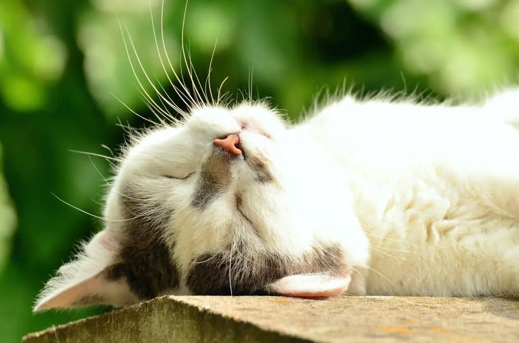 chats et transpiration
