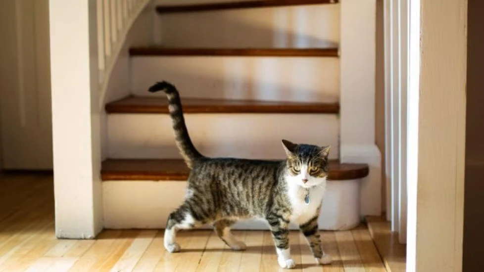 combien de kilomètres un chat peut parcourir
