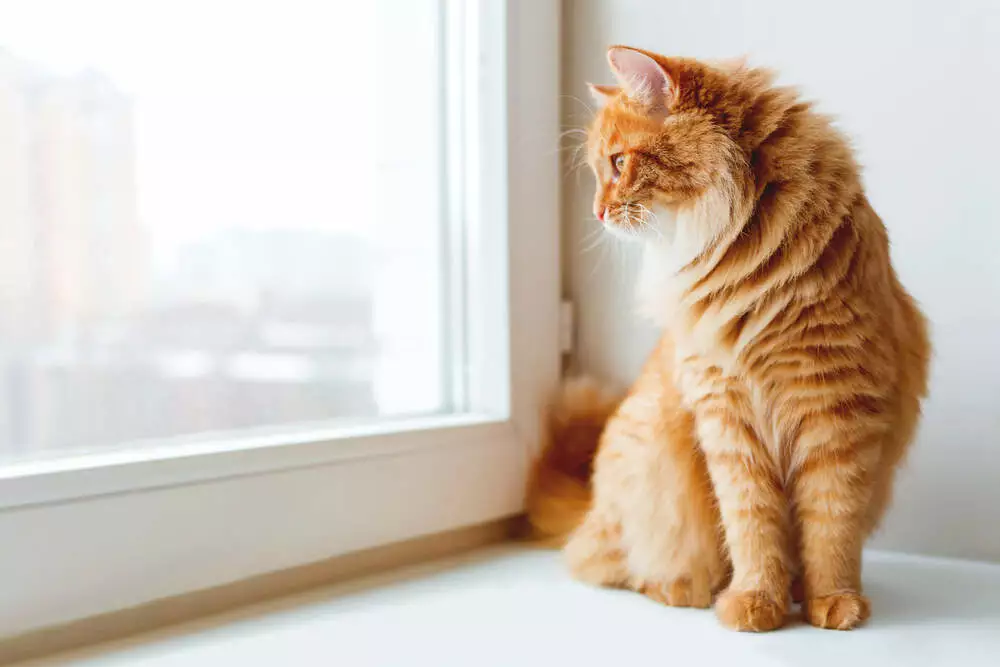 combien de temps laisser chat seul