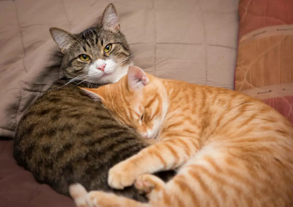 Combien de temps pour que deux chats s'acceptent ?