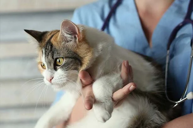 combien de temps vit chat avec tumeur