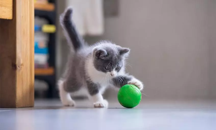 comment acheter un chat