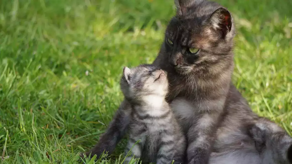 comment calculer age d un chat