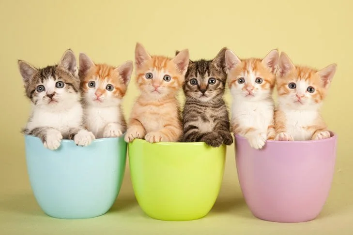 comprendre son chat