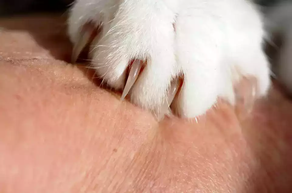 comment couper griffes chat